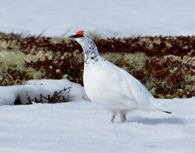 post-1735-0-80929100-1398157899_thumb.jp