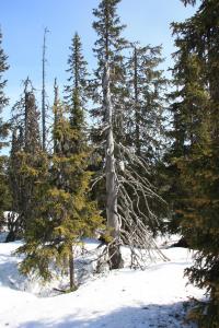 post-4639-0-03907900-1398628473_thumb.jp