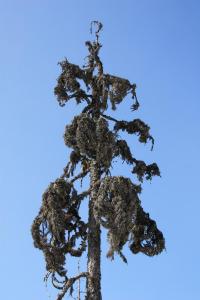 post-4639-0-64663800-1398628463_thumb.jp