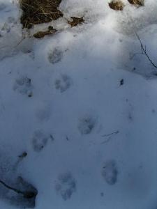 post-6789-0-28621500-1398621691_thumb.jp