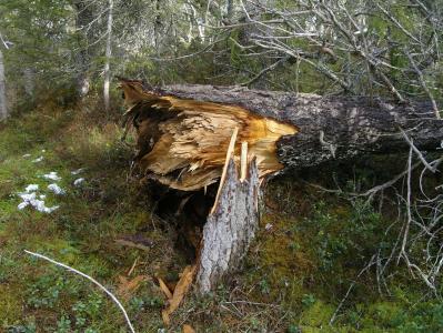 post-6789-0-43339200-1397845075_thumb.jp