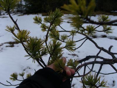 post-6789-0-87706300-1397384701_thumb.jp