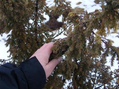 post-6789-0-99560700-1397384690_thumb.jp