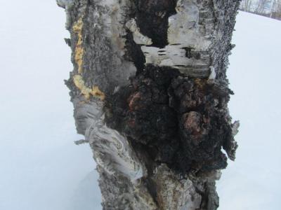 post-1466-0-25457600-1430238758_thumb.jp