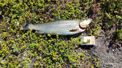 post-16334-0-11796700-1428003605_thumb.j