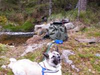 post-8832-0-74118900-1337112247_thumb.jp