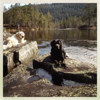 post-11141-0-60586400-1368996484_thumb.j