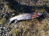 post-12265-0-14883100-1367524737_thumb.j