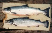 post-4220-0-77216200-1367382421_thumb.jp