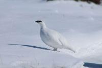 post-5550-0-81633300-1367780083_thumb.jp