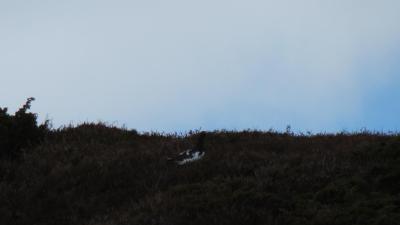 post-11906-0-31807200-1399797830_thumb.j