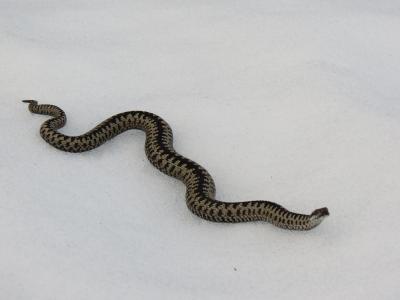 post-11906-0-43353100-1399797235_thumb.j