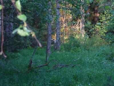 post-12225-0-39671500-1401568012_thumb.j