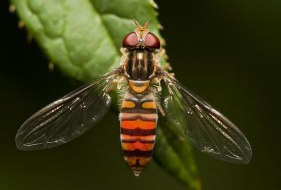 post-12278-0-91557000-1400850991_thumb.j