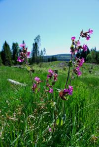 post-12580-0-22045100-1401460468_thumb.j