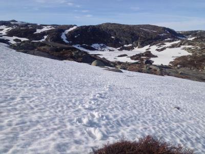 post-13206-0-25310800-1401225690_thumb.j