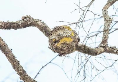 post-4220-0-53365500-1401371720_thumb.jp