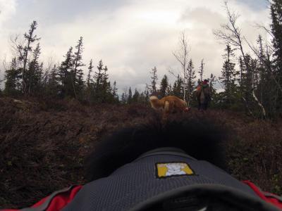 post-8184-0-06993400-1400691432_thumb.jp