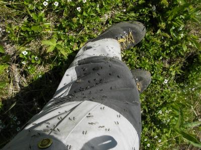 post-8462-0-02504600-1399984147_thumb.jp