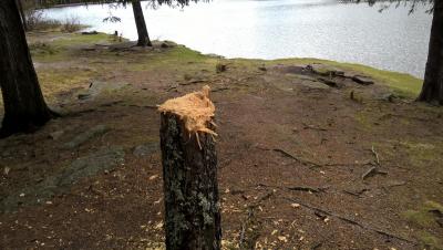 post-11941-0-30243000-1431279367_thumb.j