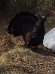 post-15991-0-33674400-1430484429_thumb.j