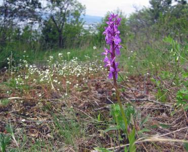 post-4220-0-33439800-1432532082_thumb.jp