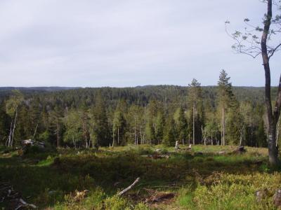 post-8832-0-99379300-1432474662_thumb.jp