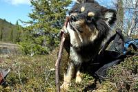 post-1532-0-13033100-1338940954_thumb.jp