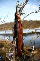 post-1532-0-97227400-1338940932_thumb.jp