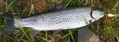 post-10226-0-71826400-1372544237_thumb.j