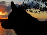 post-1044-0-72741200-1370471373_thumb.jp