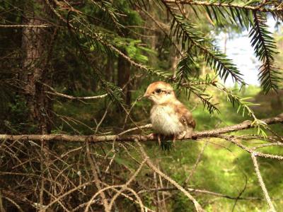 post-11507-0-84742200-1371682659_thumb.j