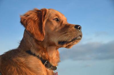 post-11749-0-40774500-1371838580_thumb.j