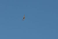 post-12265-0-89397900-1370453330_thumb.j