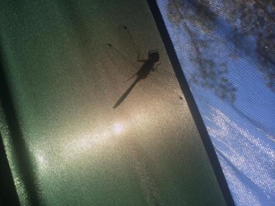 post-10084-0-16704300-1402177984_thumb.j