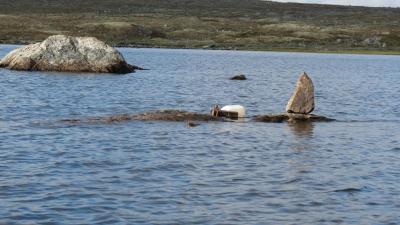 post-11906-0-12139000-1403634215_thumb.j