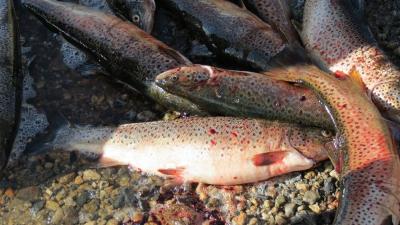 post-11906-0-58486600-1403634217_thumb.j