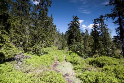 post-12278-0-95035900-1402503655_thumb.j