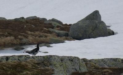 post-13206-0-71017700-1402333195_thumb.j