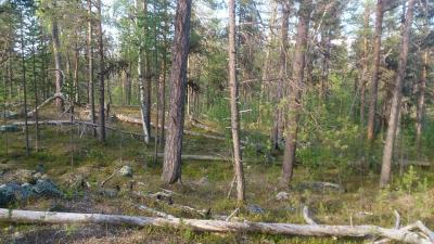 post-2898-0-96310500-1403626707_thumb.jp