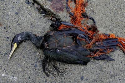 post-4220-0-10830400-1402834929_thumb.jp