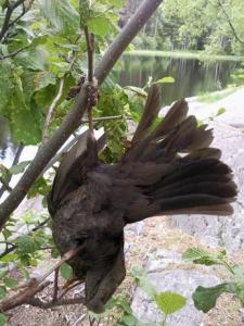 post-4220-0-99019100-1402834963_thumb.jp