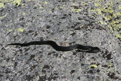 post-5141-0-70931800-1402344416_thumb.jp