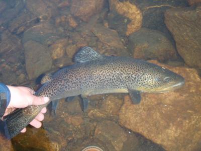 post-6295-0-24475800-1403803937_thumb.jp