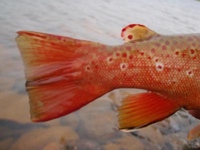 post-6295-0-30590300-1403217640_thumb.jp