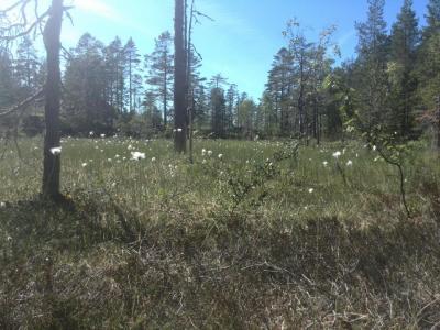 post-9055-0-80487300-1402779200_thumb.jp