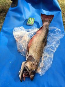 post-11141-0-39412200-1433685185_thumb.j