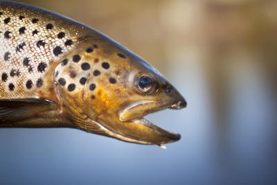 post-12278-0-00064100-1434021277_thumb.j