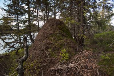 post-12278-0-21278700-1434019852_thumb.j