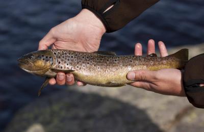 post-12278-0-86011300-1434021887_thumb.j